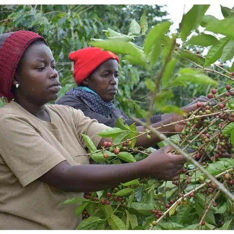 Rwanda Sholi Co-op Single Mothers' Project Fully Washed